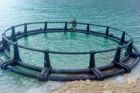 Iran will 400.000 Tonnen Fische an Küste des Kaspischen Meeres produzieren 